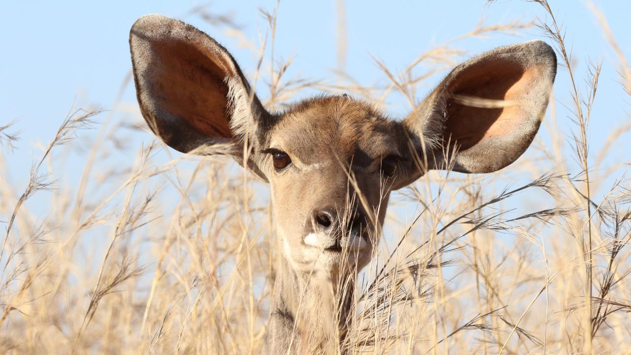 Photo of an animal with very large ears
